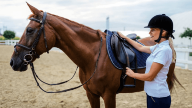 What are the nutritional needs of horses during endurance competitions?