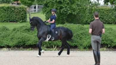 What are the foundational principles of dressage?