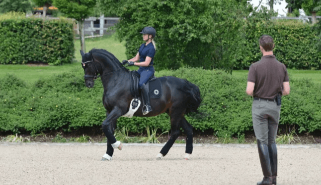 What are the foundational principles of dressage?