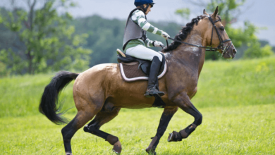 What are the critical aspects of caring for a horse during an endurance ride?