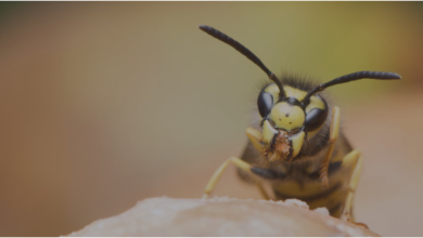 Wasp Exterminator Services