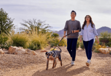 Why LitPet Is the Future of Natural Dog Wellness