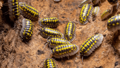 What Every First-Time Isopod Keeper Should Know