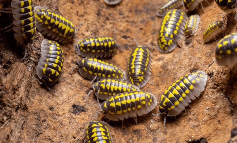 What Every First-Time Isopod Keeper Should Know