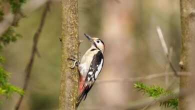 analyze call pattern 18339811372