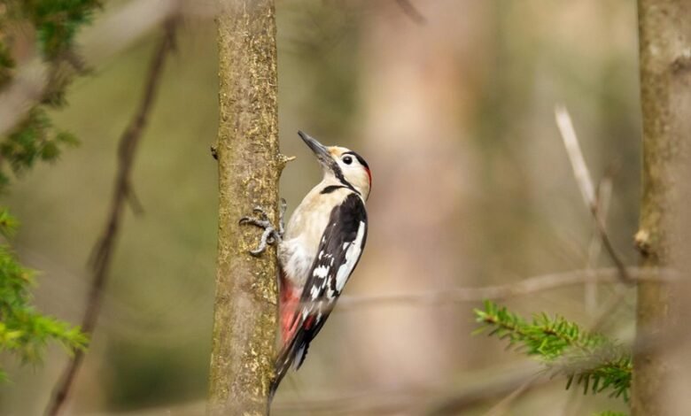 analyze call pattern 18339811372