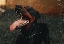 digital tracking alerts summary